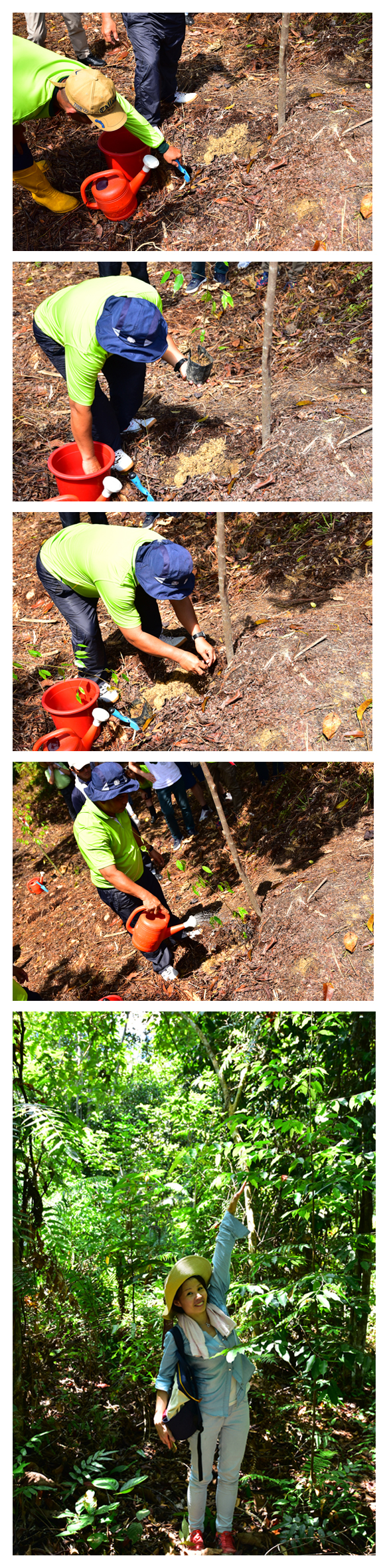 Seedlings are planted in Sarawak, Malasya